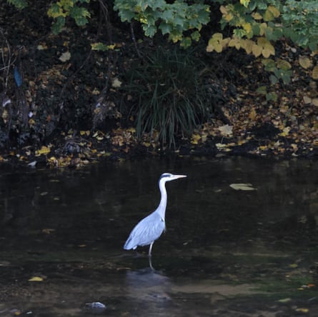 A grey heron on the River Wandle
