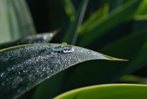 Moisture on a leaf in Frenchs Forest, New South Wales, Australia
