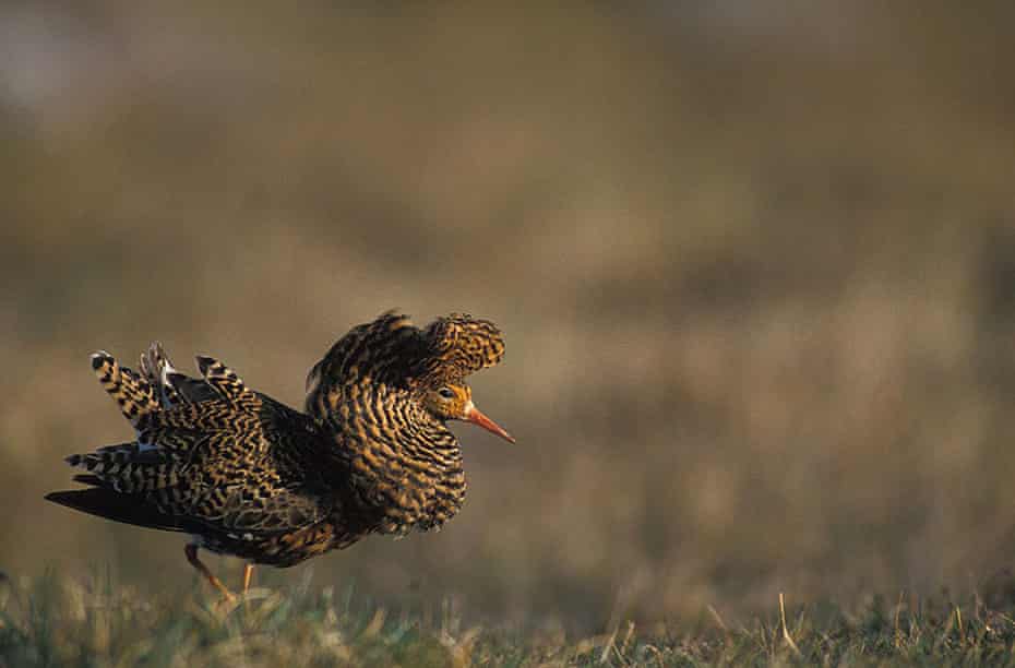 A male ruff fluffs up his characteristic neck feathers.