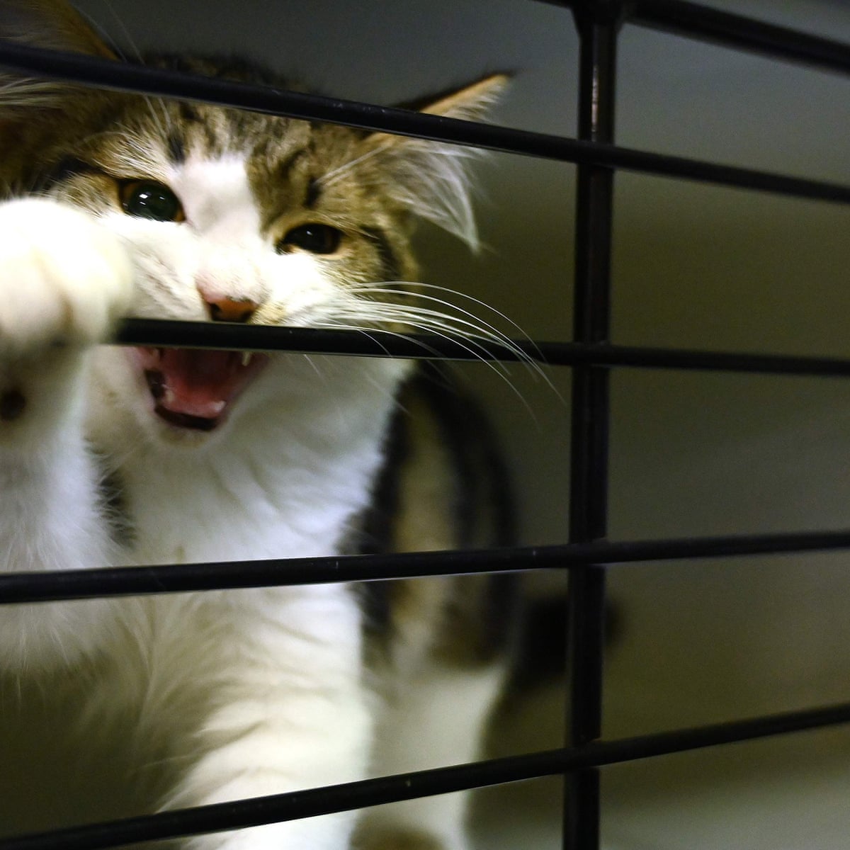 Keep Pet Cats Indoors Say Researchers Who Found They Kill 230m Native Australian Animals Each Year Wildlife The Guardian