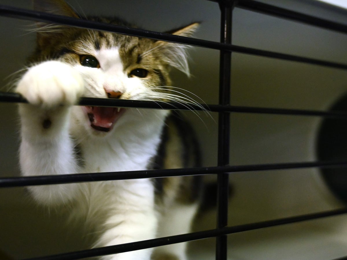 Keep Pet Cats Indoors Say Researchers Who Found They Kill 230m