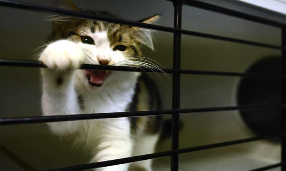 A cat waiting to be adopted in Sydney