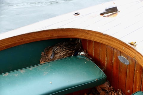 Uma fêmea de pato-real choca seus ovos em seu ninho feito em uma canoa de madeira ancorada às margens do Rio Tâmisa, em Red Lion Lawn, Henley, Reino Unido. As fêmeas têm plumagem marrom mesclada com bico laranja e preto, características que as camuflam durante a nidificação.