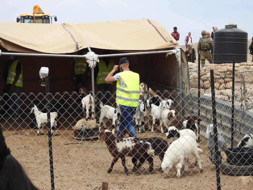 Israeli soldier among goats at a Palestinian home.