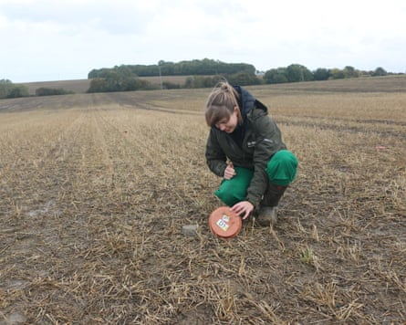 A slug trap is inspected in an arable field as part of the Slimers project