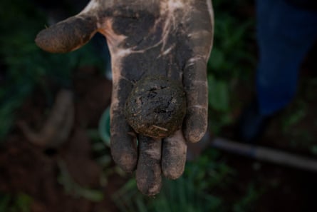 Arnott holds a ball of fresh biodynamic cow manure that will be used to fertilise soil.