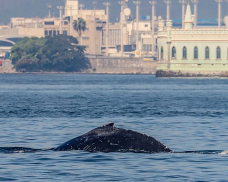 The curve of a whale’s back as it dives, with a crenellated pistachio-coloured building in the background
