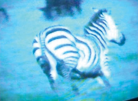 A zebra running in a still from a video work for Wish You Were Gay.