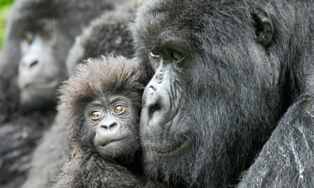gorilla and infant, congo