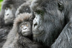 A female gorilla and her four-month-old baby