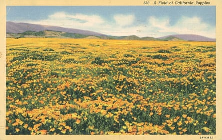 An image from 1935 of a field of yellow California poppies.