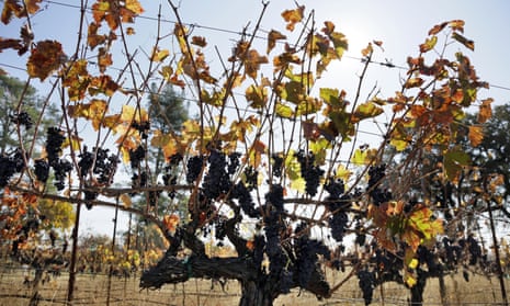 Cabernet Sauvignon grapes left unpicked hang in a vineyard along Highway 128 in Geyserville, California, in November 2019.