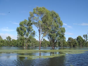 There has been a push to de-gazette the Murray Valley national park in New South Wales