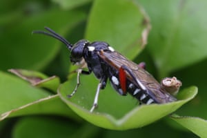 A Privet Strider (Macrophya punctumalbum) sits on a leaf in Toronto, Ontario, Canada