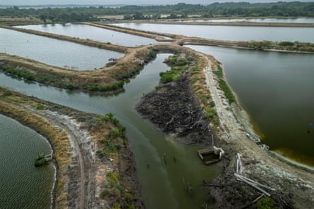 Aerial view of shrimp farm ponds, with yellowish swirls visible in the water near to one of them