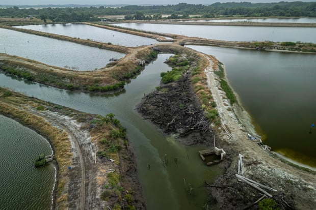 Image source - https://www.theguardian.com/global-development/2026/jun/19/world-appetite-shrimp-destroying-ecuador-mangroves