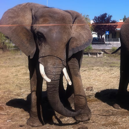 African elephant Julie who is in her 40s