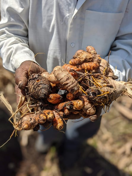 In India’s Maharashtra state, a grower cultivates sugarcane alongside turmeric (shown).