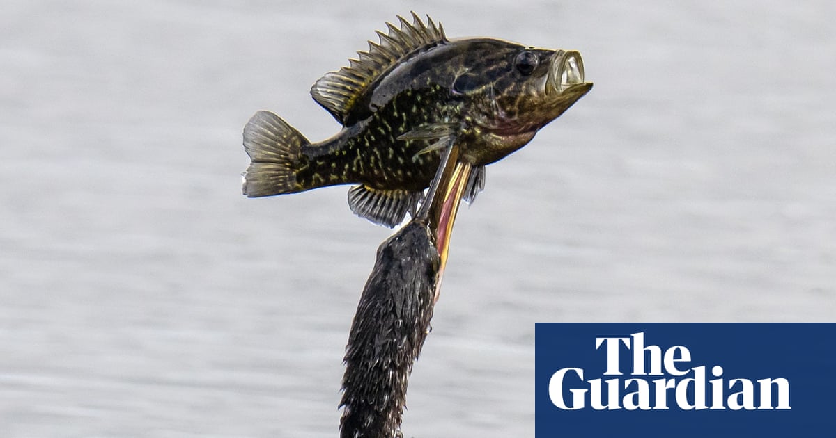 Week in wildlife: a fishing anhinga, a northern nutcracker and cuddling seals
