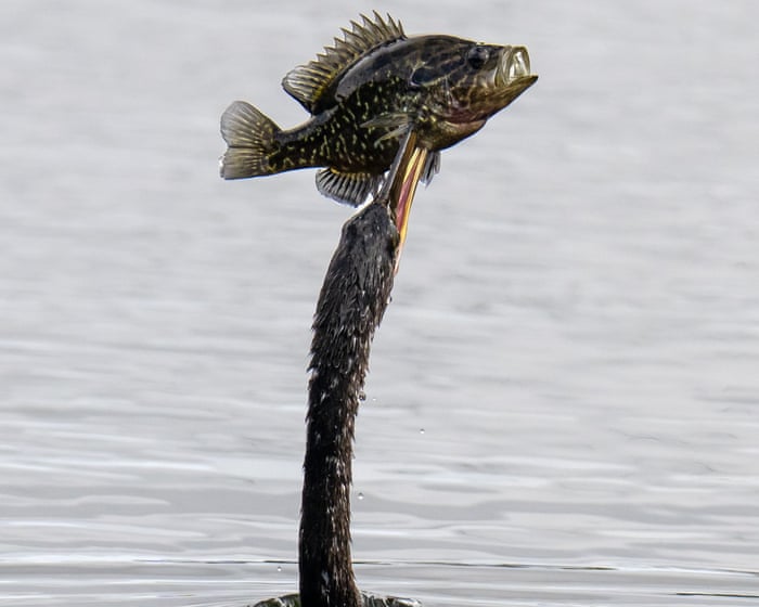 Week in wildlife: a fishing anhinga, a northern nutcracker and cuddling seals