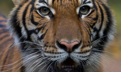The four-year-old Malayan tiger at the Bronx zoo, Nadia, tested positive to coronavirus, but is said to have mild symptoms and expected to recover.