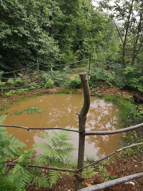 Introducing ponds to woodland areas can help bring new wildlife to the area.