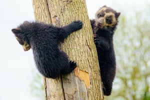 Four-month-old spectacled bear cub twins play in their enclosure at Noah’s Ark zoo farm in Somerset, UK