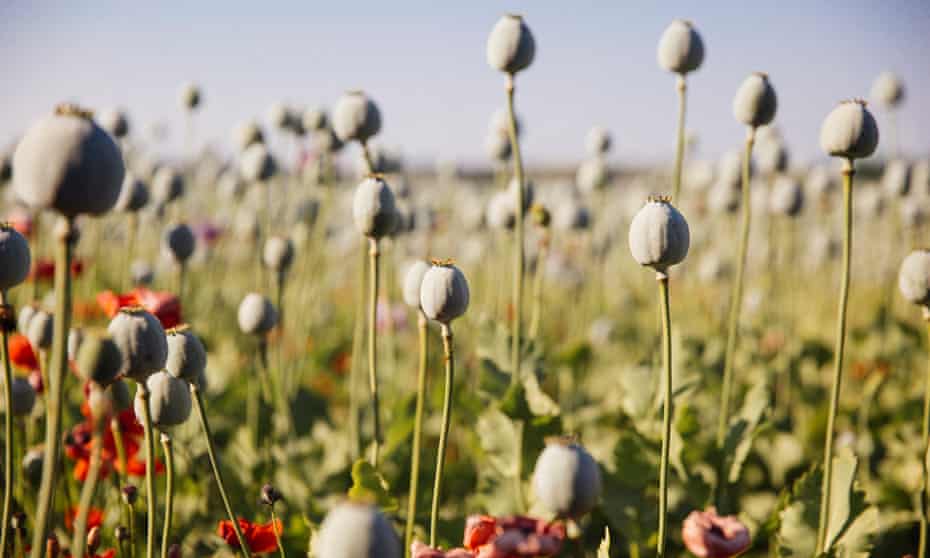 <div class=__reading__mode__extracted__imagecaption>Opium poppies: Pollan grew his own 25 years ago. Photograph: Westend61/Getty Images<br>Opium poppies: Pollan grew his own 25 years ago. Photograph: Westend61/Getty Images</div>