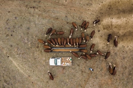 Herefordstud owner Ian Durkin heads out to feed bulls dry feed.