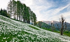 white daffodils in Slovenia