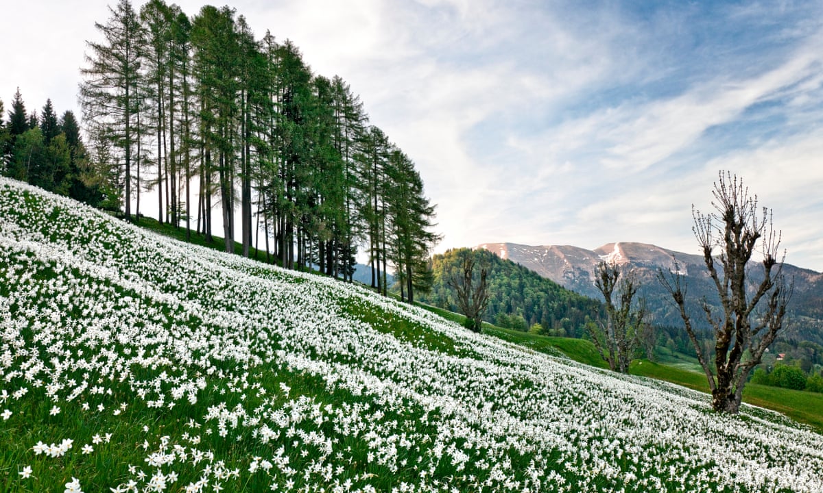 Springtime In Europe Spring Flowers Mountain Where To See The Spring Wildflowers In Marin