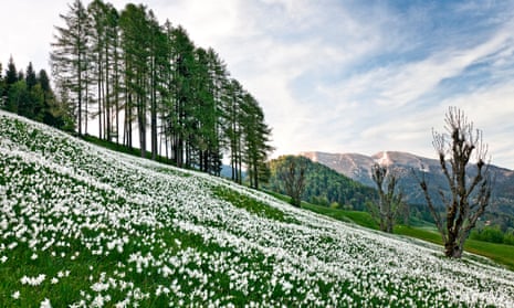 White daffodils in Slovenia.