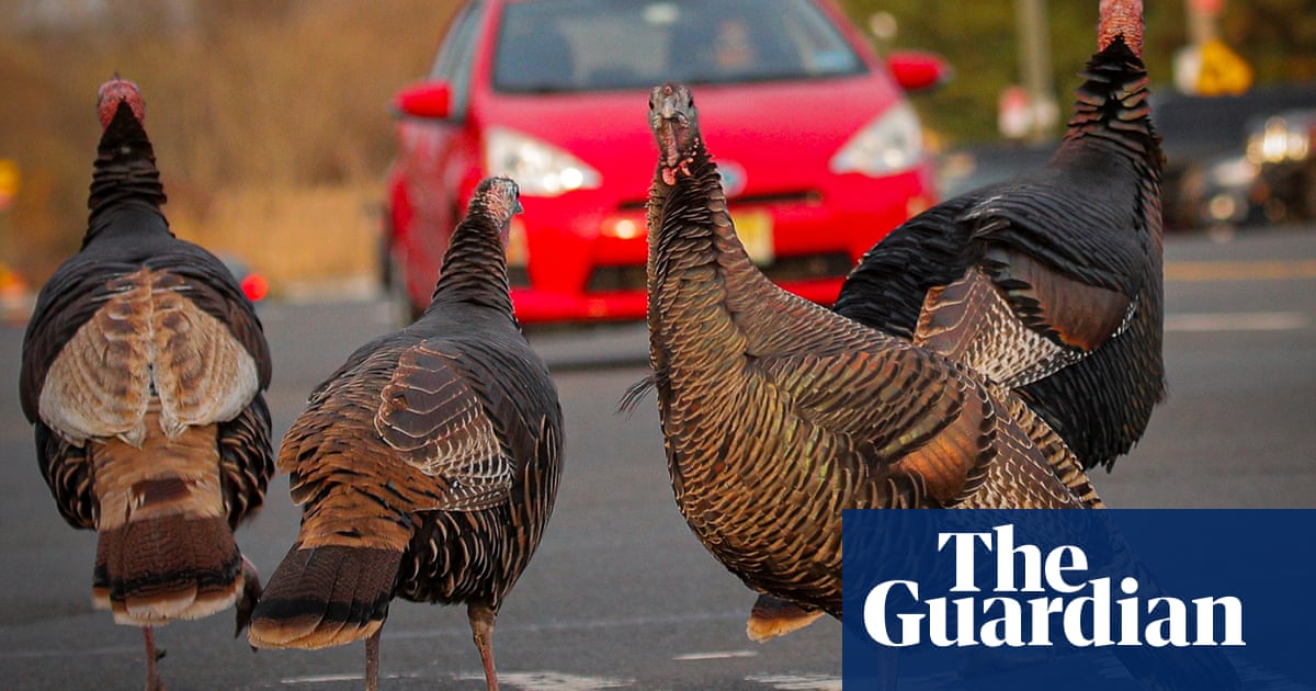 Известно е че птиците в района на Ню Йорк разрошват