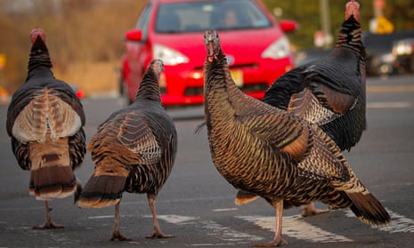 Four wild turkeys stand in a crosswalk in front of a red car on a road in New York.