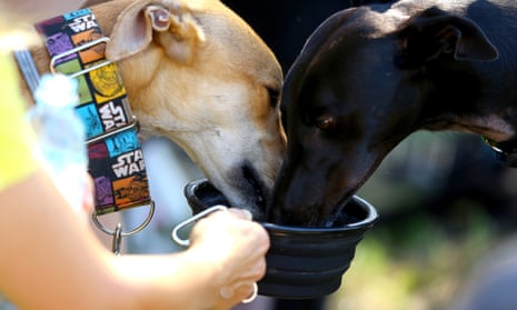 Two greyhounds drinking during an Anti-Greyhound Racing rally in 2018. 