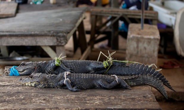 Two small crocodiles 