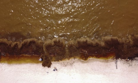 Workers remove sargassum by hand in the Bay of Soliman, Quintana Roo state, Mexico