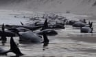 Nearly 200 stranded pilot whales die on Tasmanian beach