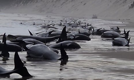 Multiple pilot whales stranded on a beach coastline