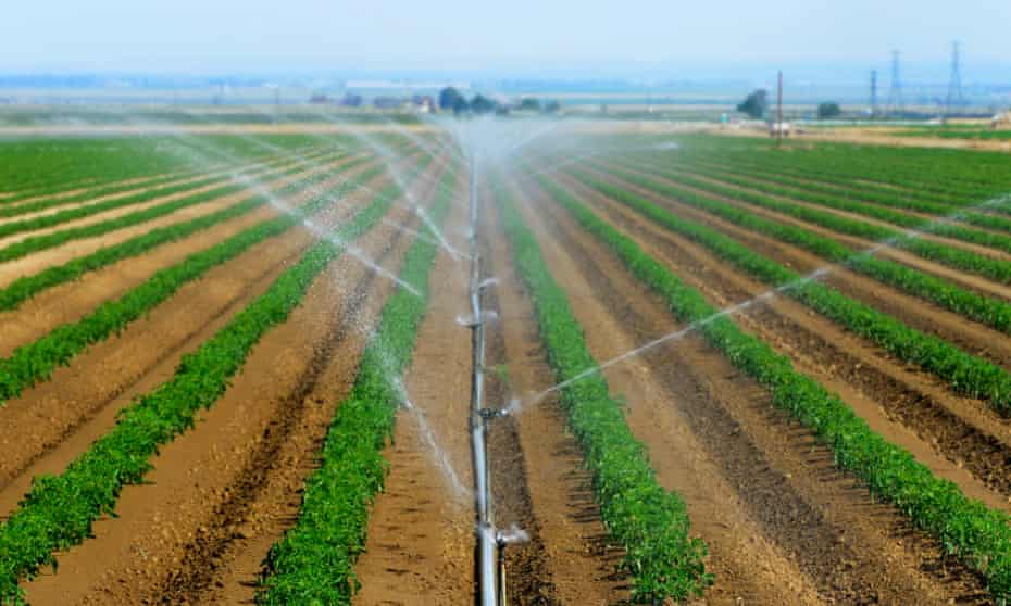 Tomato plants grow near Bakersfield, California. Darpa says bugs will be used to spread a virus to plants including corn and tomatoes, which will then impart beneficial genes making the plants resistant to disease or drought.