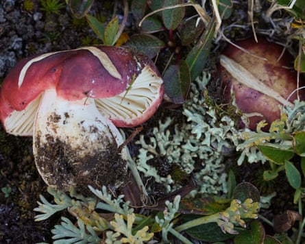 Two Russula neopascua fungi