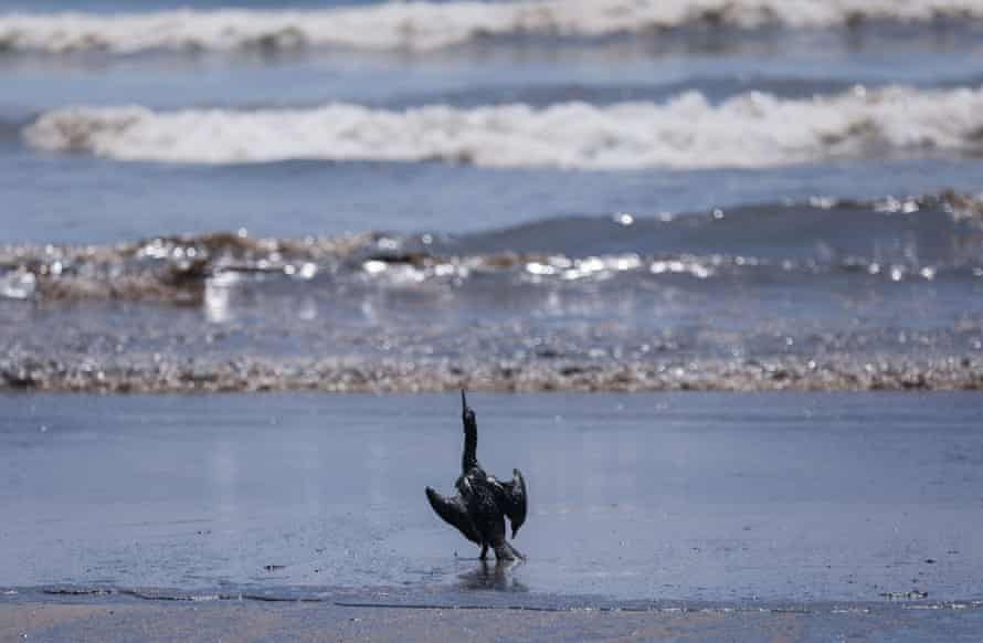 Un pájaro es fotografiado en la playa mientras limpia