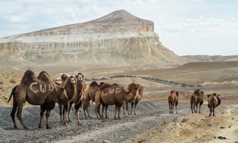 Camels in Kazakhstan, Mangystau province.