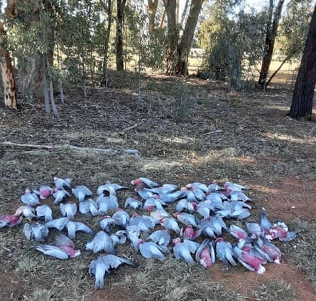 pile of dead galahs in the bush