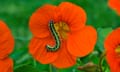 A cabbage white caterpillar on a nasturtium flower. They’re keen on brassicas, says David Cordingley.