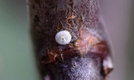 A tiny white egg laid by a brown hairstreak butterfly