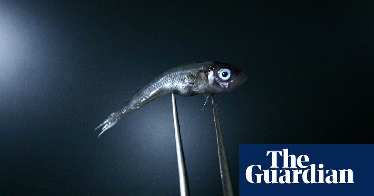 Too little, too late: the desperate search for cod babies | Fishing | The GuardianBack to homepage
