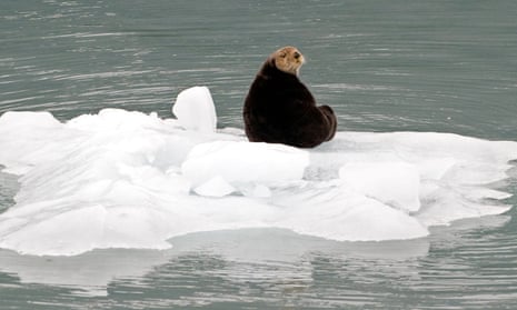 seal climate change