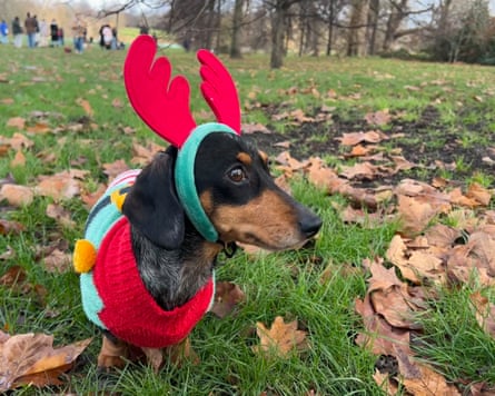 A dachsund wears a festive costume in Hyde Park