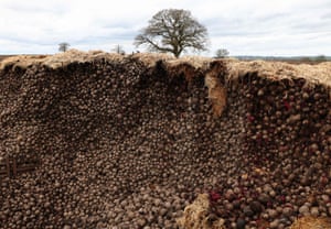 Penkridge, UK. Some of the 500 tonnes of beetroot being left to rot after a collapse in demand. Border regulations introduced in January have caused many EU markets that bought Woodhall’s beetroot to disappear, leading to new buyers and uses for the crop